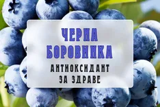 Черна боровинка - антиоксидант за здраве- bilkovitinkturi.bg