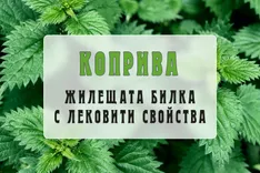 Коприва - жилещата билка с лековити свойства- bilkovitinkturi.bg