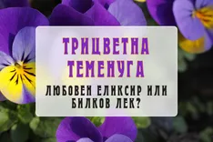 Трицветна теменуга – любовен еликсир или билков лек?- bilkovitinkturi.bg