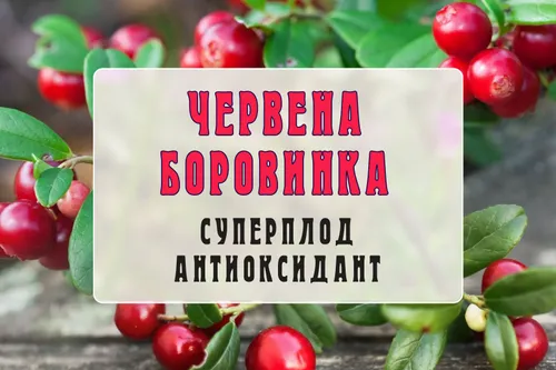 Червена боровинка - суперплод антиоксидант