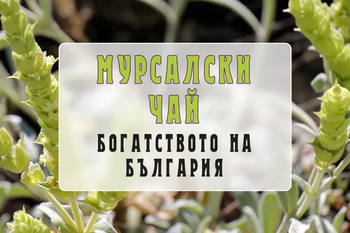 Мурсалски чай - богатството на България