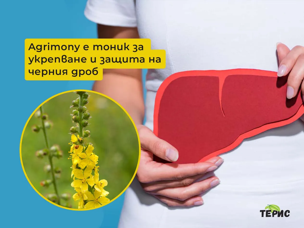 Agrimony е тоник за укрепване и защита на черния дроб