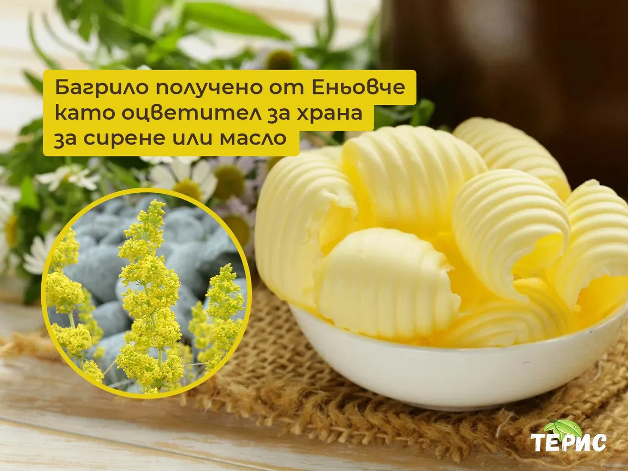Еньовче - лечебни свойства и приложение на билката | Билкови тинктури Терис