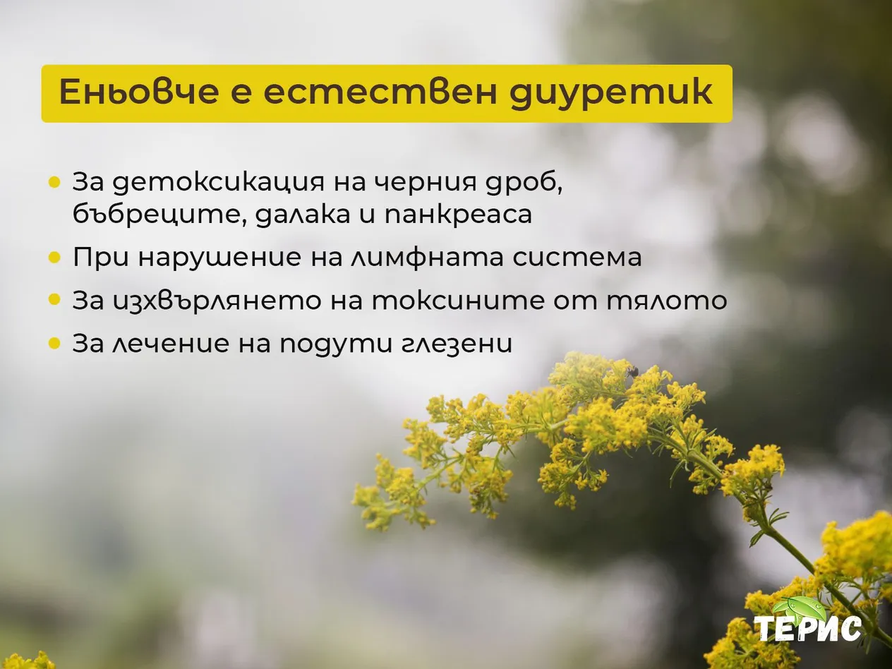 Еньовче - лечебни свойства и приложение на билката | Билкови тинктури Терис