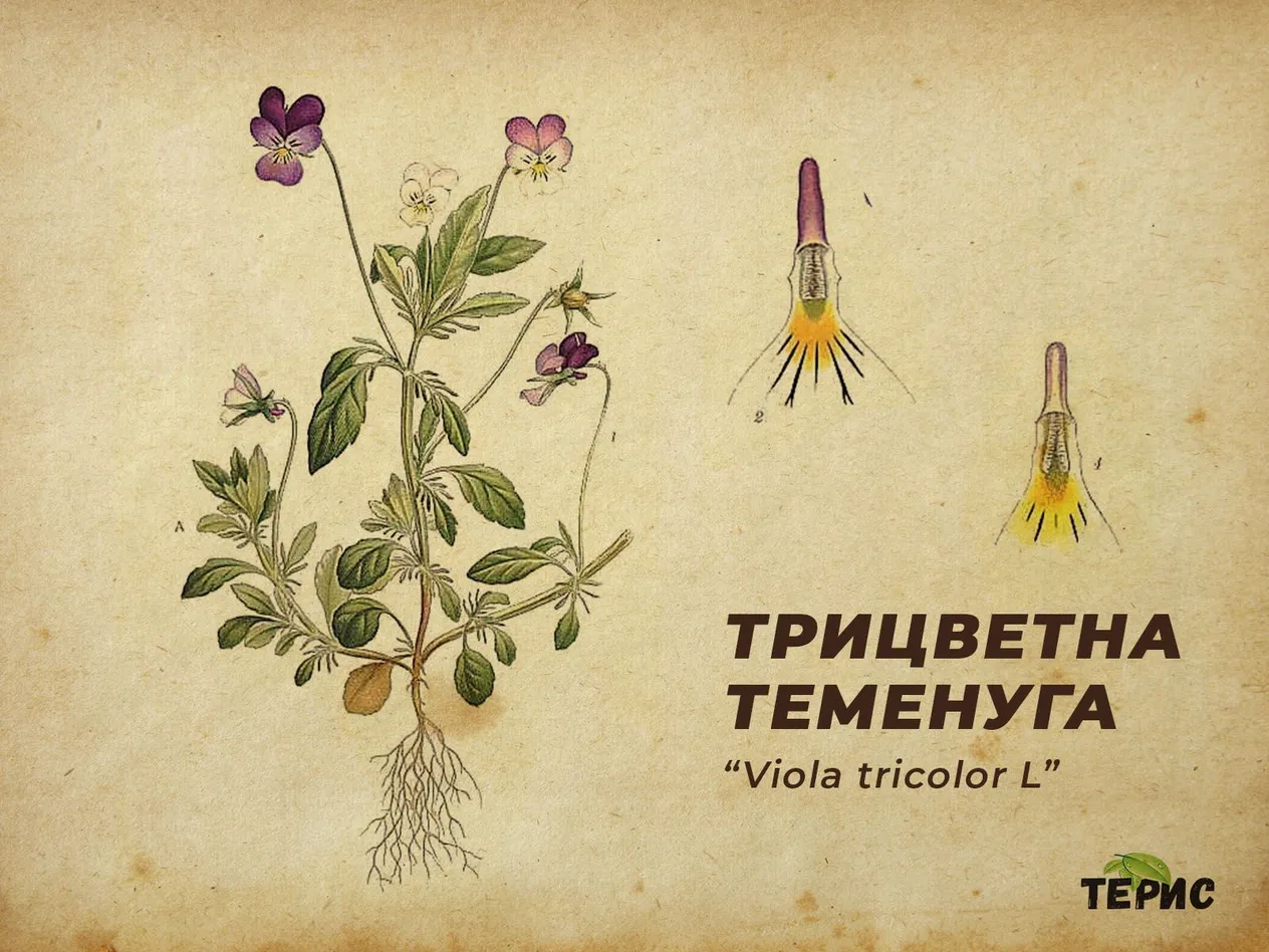 Ботанически характеристики на “Viola tricolor”