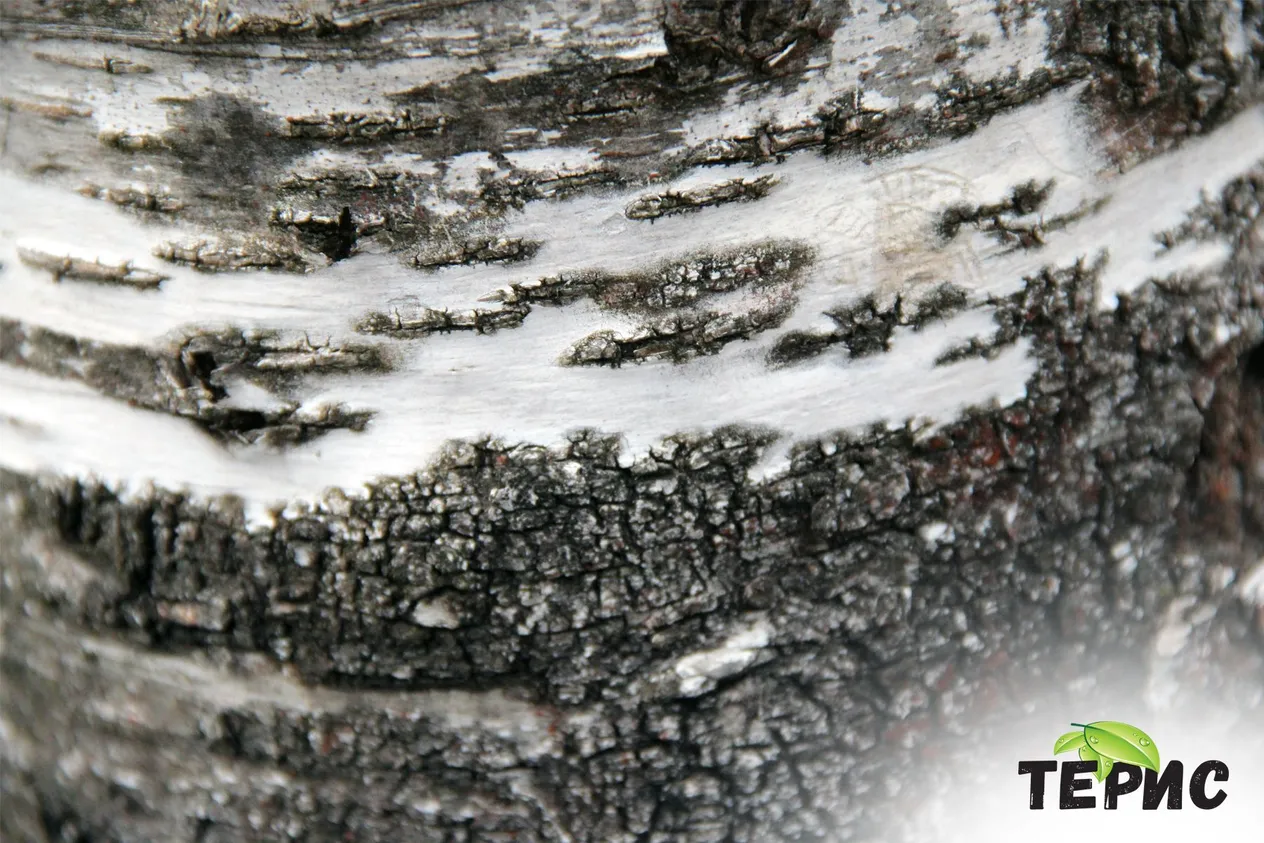 брезова кора на брезови дървета от род Betula