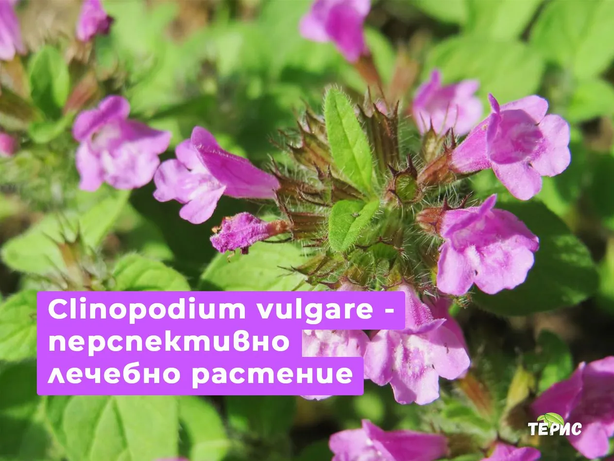 Clinopodium vulgare - перспективно лечебно растение