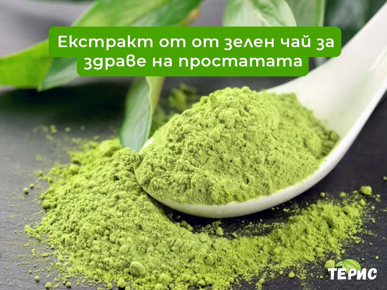 Екстракт от от зелен чай за здраве на простатата