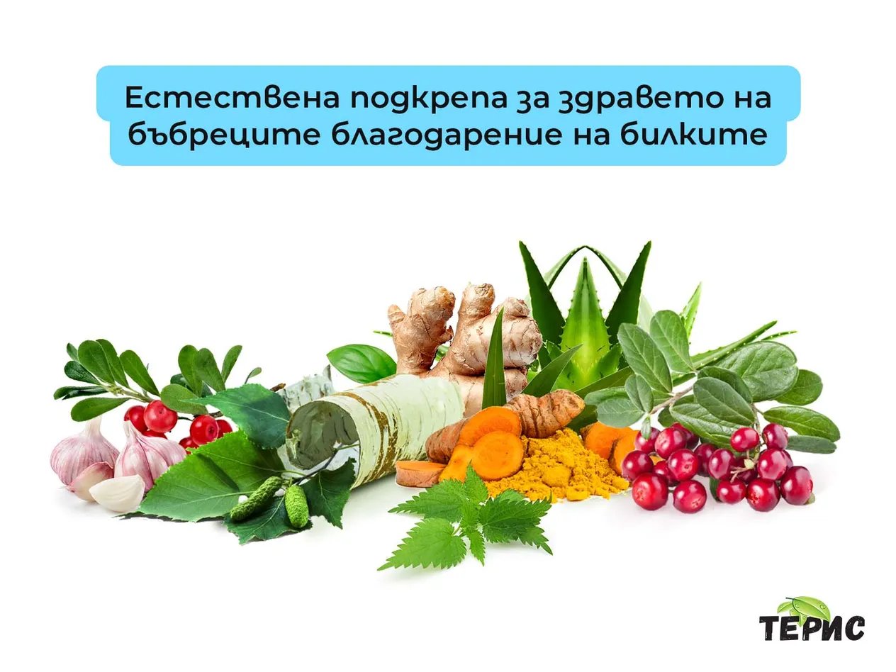 Естествена подкрепа за здравето на бъбреците благодарение на билките