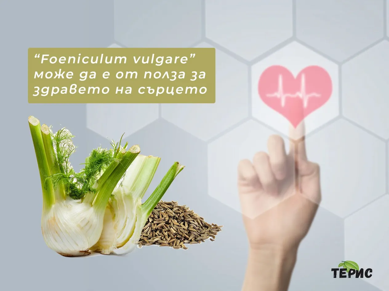 “Foeniculum vulgare” може да е от полза за здравето на сърцето