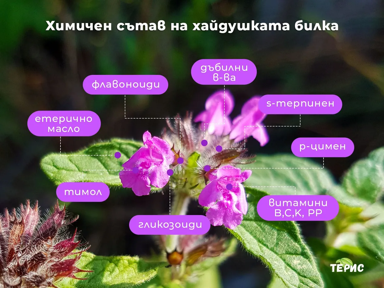 Химичен състав на хайдушката билка