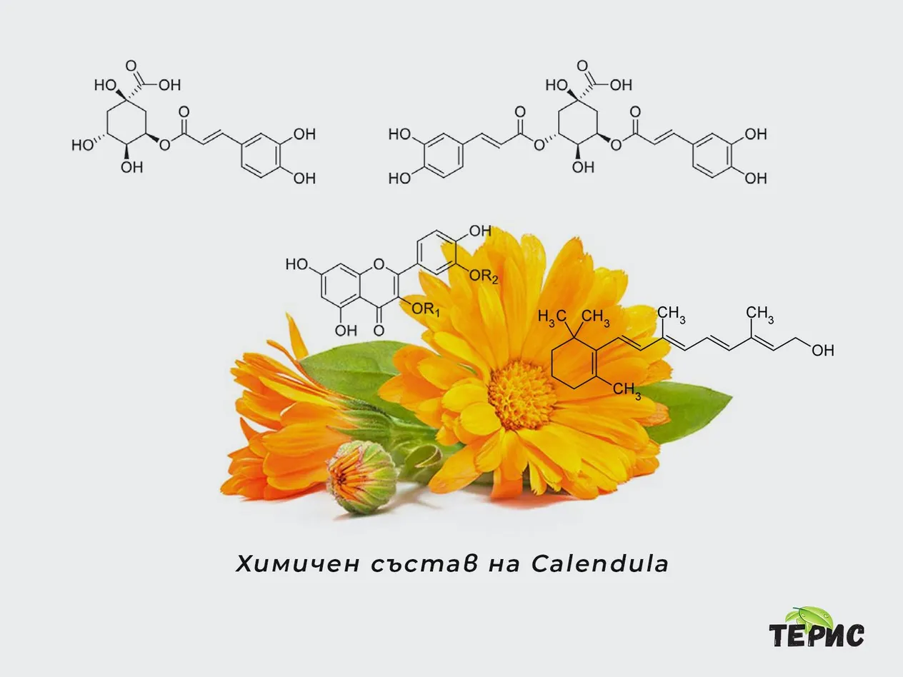 Химичен състав на Calendula