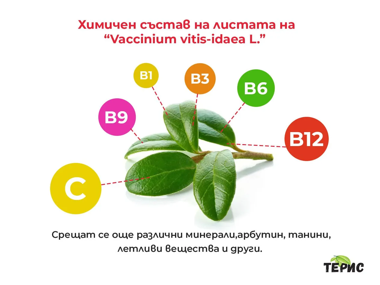 Химичен състав на листата на “Vaccinium vitis-idaea L.”