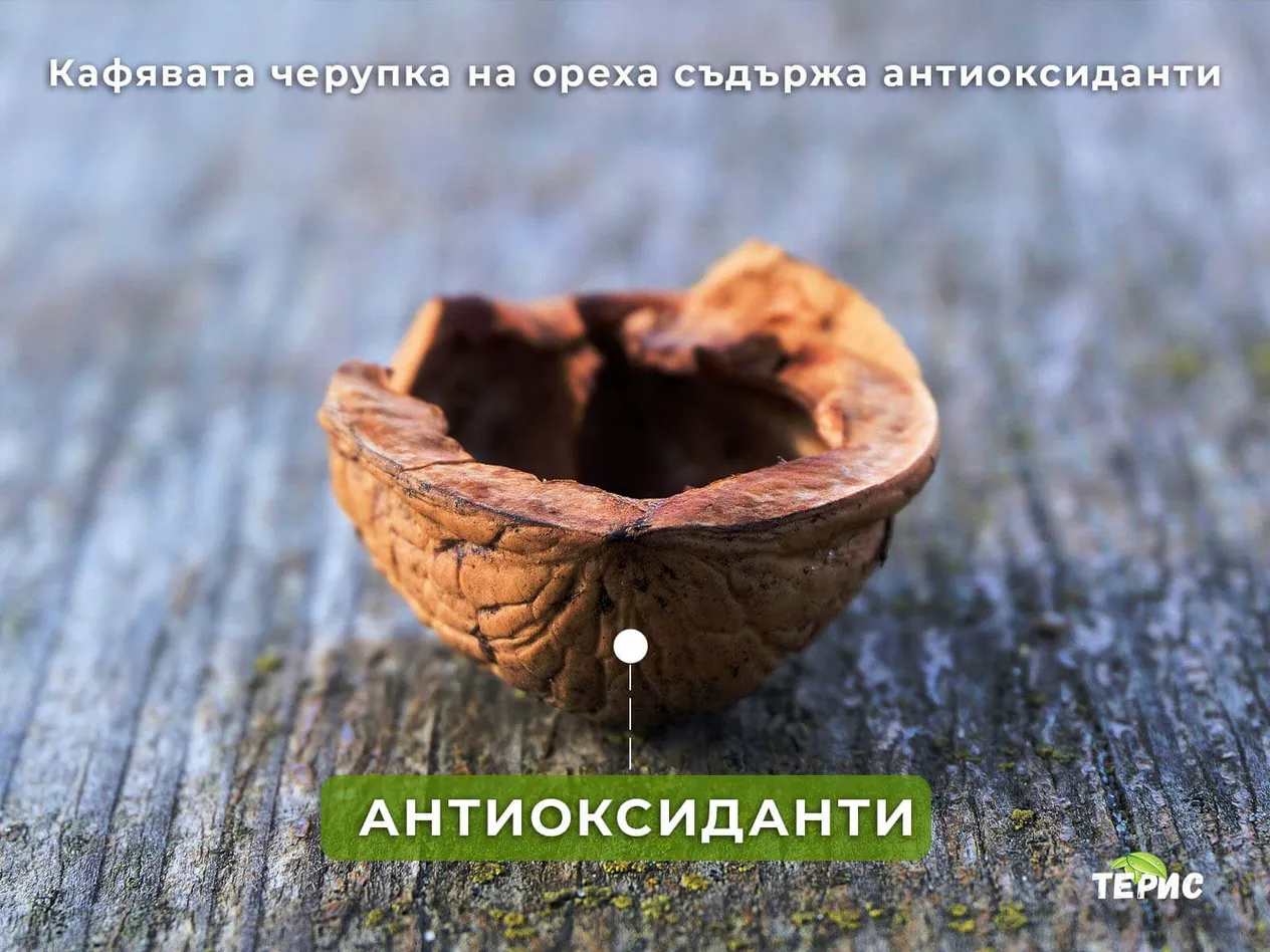 Кафявата черупка на ореха съдържа антиоксиданти