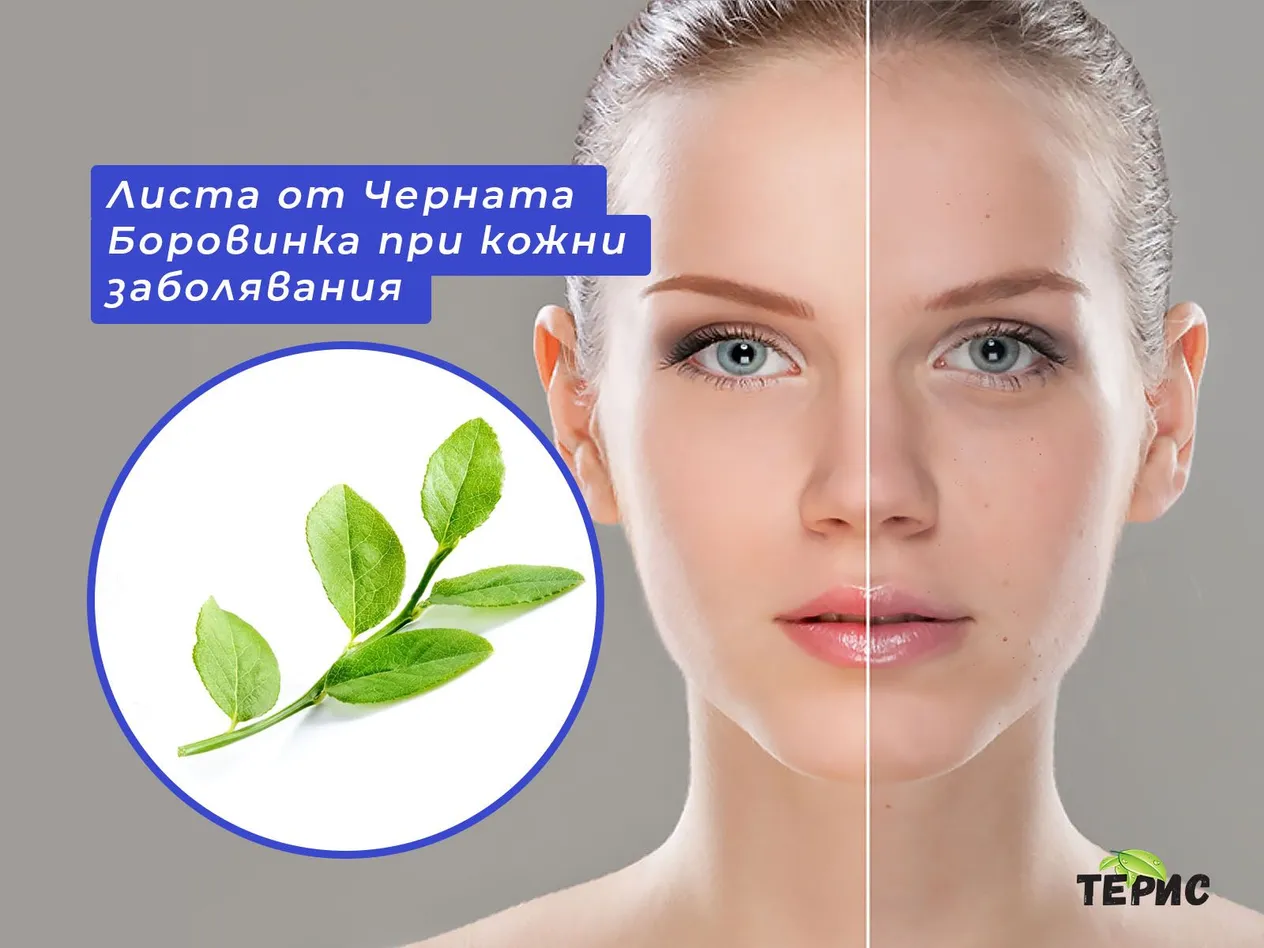 Листа от Черната Боровинка при кожни заболявания