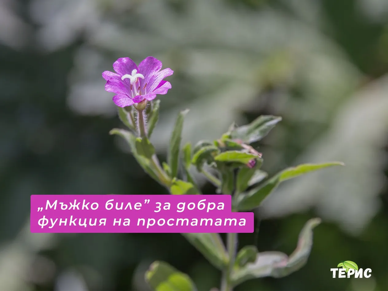 „Мъжко биле” за добра функция на простатата