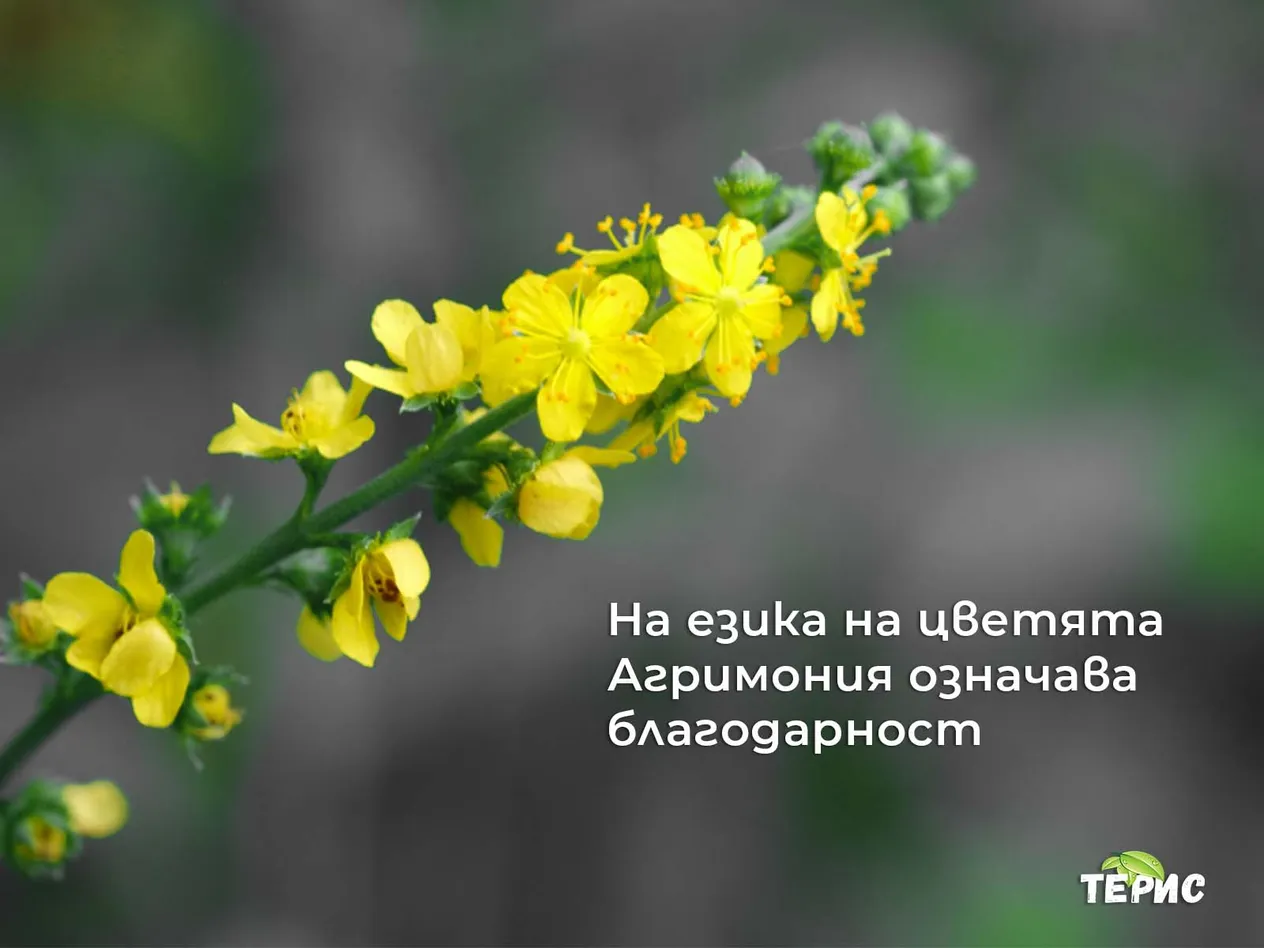 На езика на цветята Агримония означава благодарност