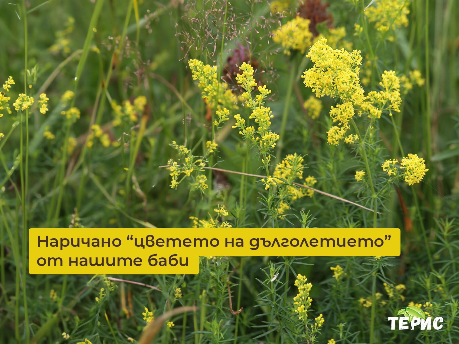 Еньовче - лечебни свойства и приложение на билката | Билкови тинктури Терис