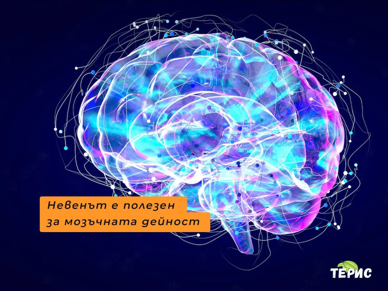 Невенът е полезен за мозъчната дейност