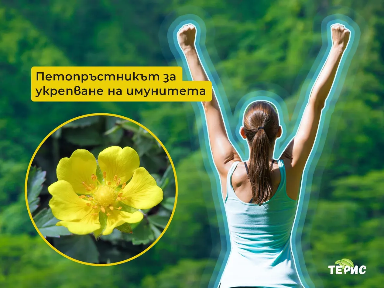 Петопръстникът за укрепване на имунитета