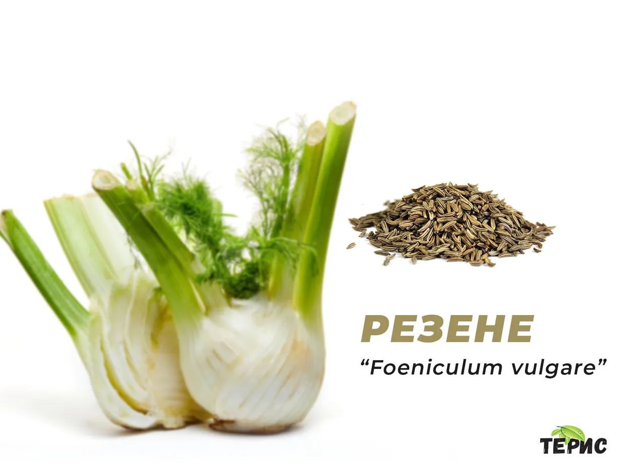 Резене - “Foeniculum vulgare”