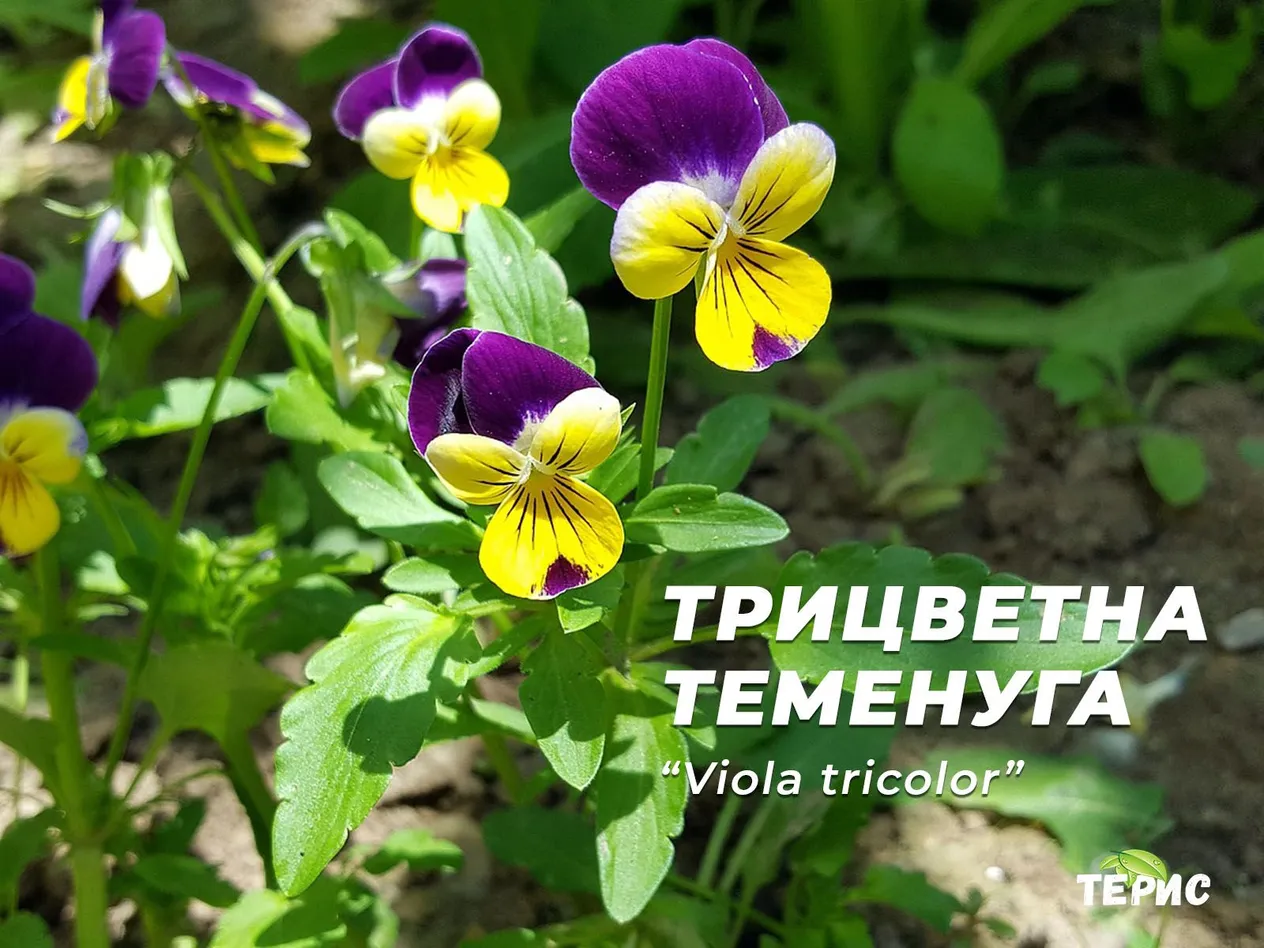 Трицветна теменуга - “Viola tricolor”