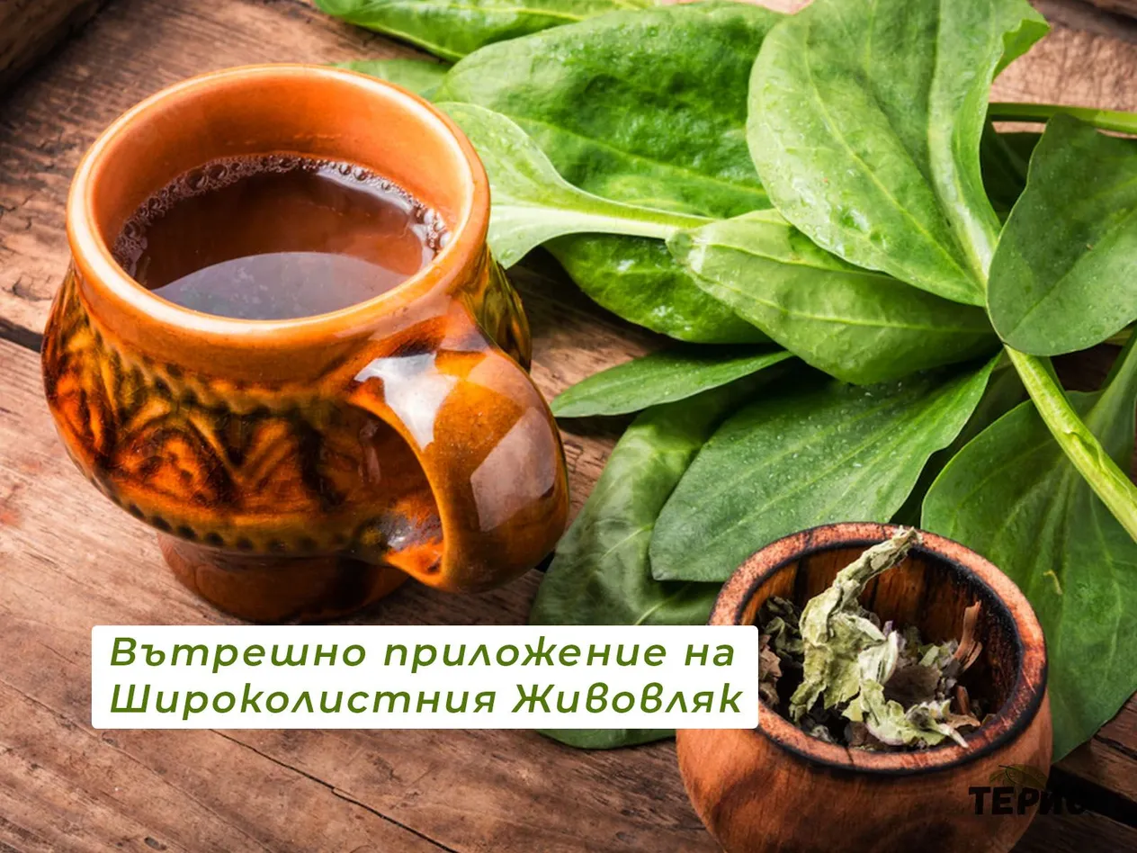 Вътрешно приложение на Широколистния Живовляк