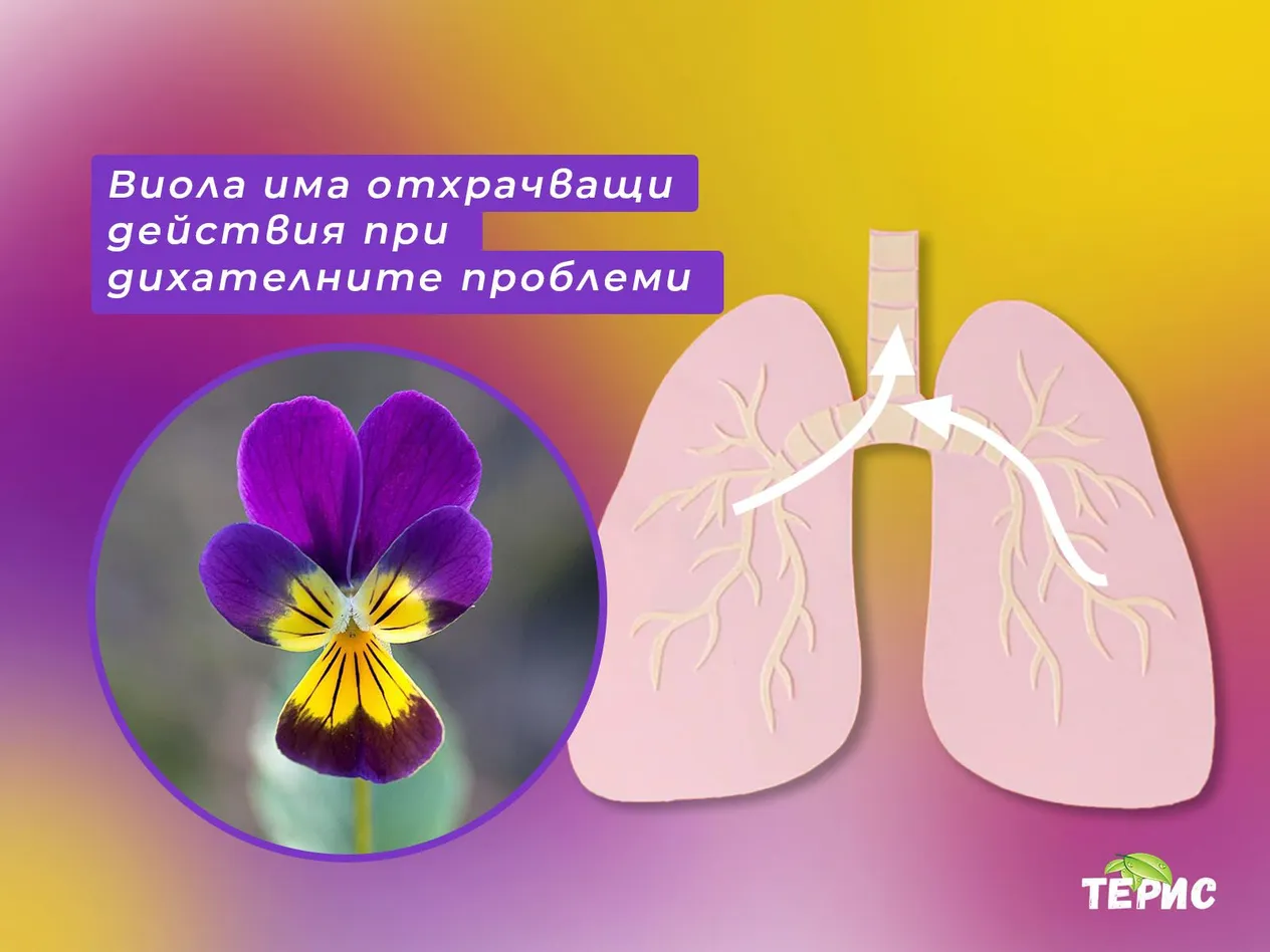 Виола има отхрачващи действия при дихателните проблеми