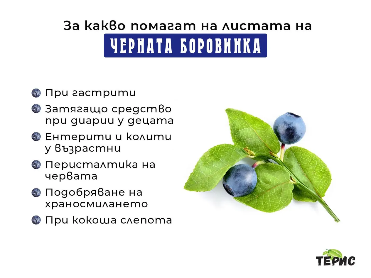За какво помагат на листата на Черната боровинка