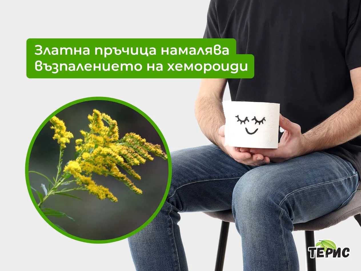 Златна пръчица намалява възпалението на хемороиди