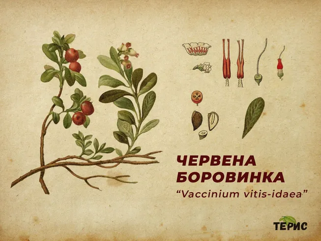 Ботанически характеристики на Червената боровинка