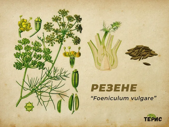 Ботаническите характеристики на “Foeniculum vulgare”