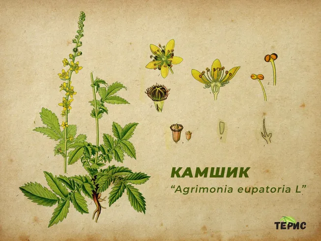 Ботанические характеристики на Камшика