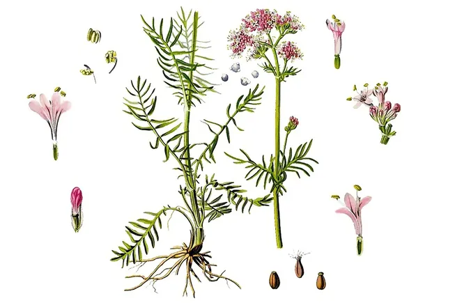 Ботанически характеристики на растението валериана