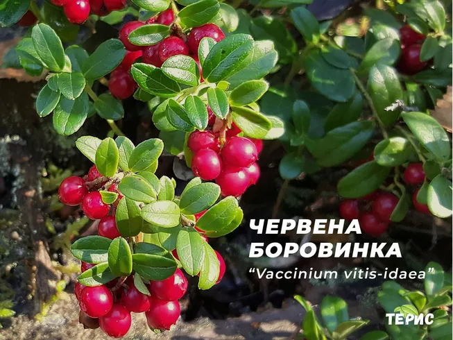 Червена боровинка “Vaccinium vitis-idaea”