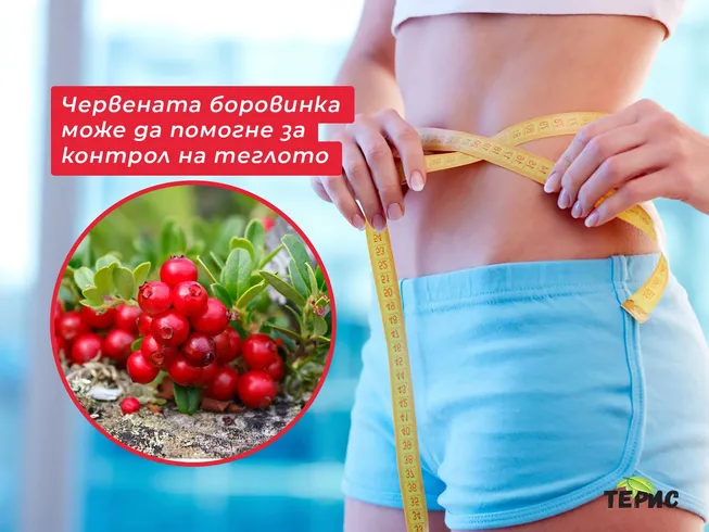 Червената боровинка може да помогне за контрол на теглото