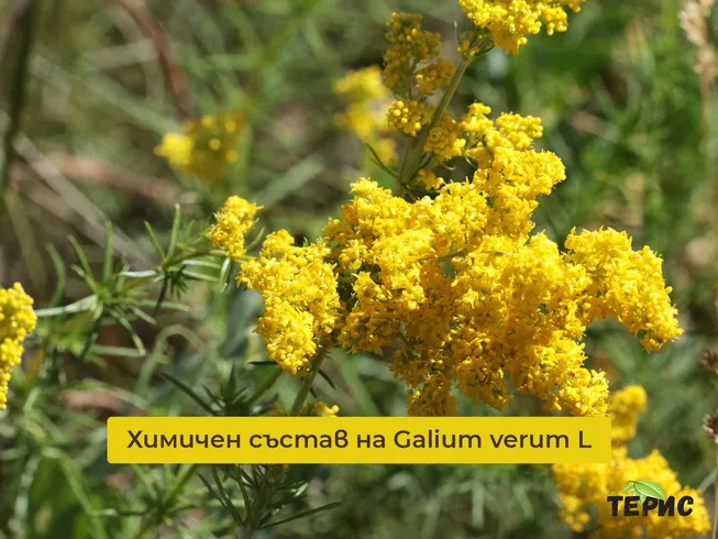 Химичен състав на Galium verum L.