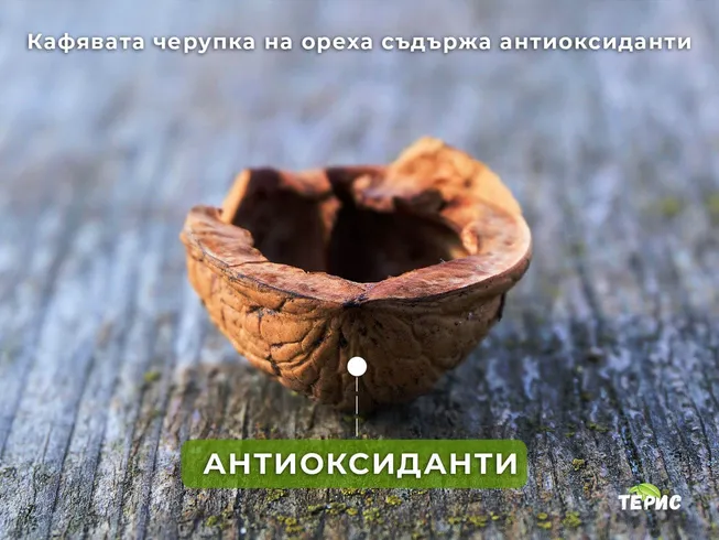 Кафявата черупка на ореха съдържа антиоксиданти