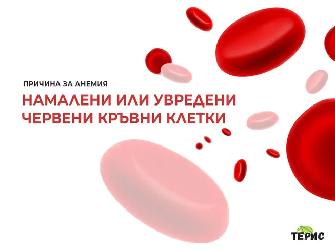 Намалени или увредени червени кръвни клетки - причина за анемия