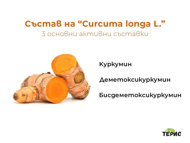 Състав на “Curcuma longa L.”