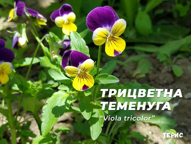 Трицветна теменуга - “Viola tricolor”