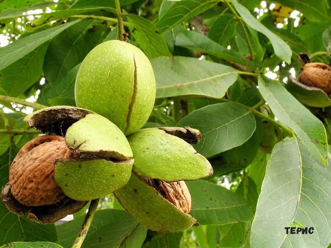 Ядките - орехи се използват за храна след пълно узряване