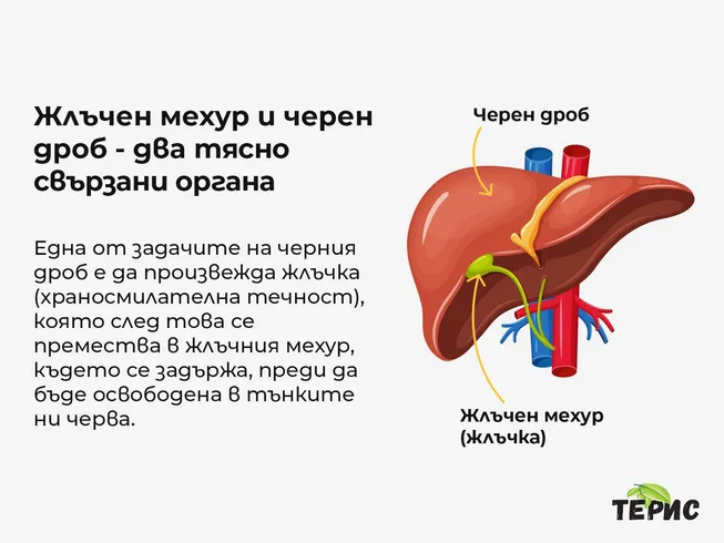 Жлъчен мехур и черен дроб - два тясно свързани органа